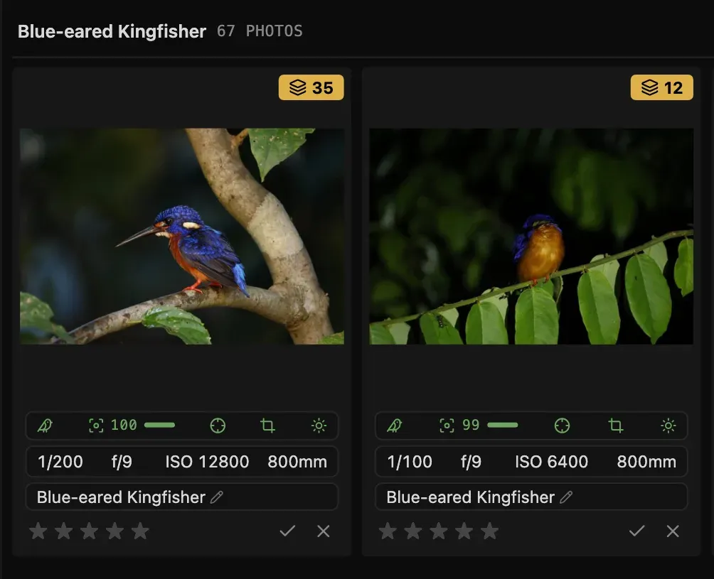 By species view: photos grouped under Blue-eared Kingfisher, each with an editable species label.