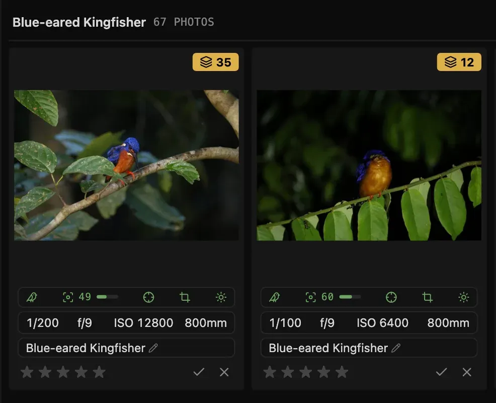 By species view: photos grouped under Blue-eared Kingfisher, each with an editable species label.
