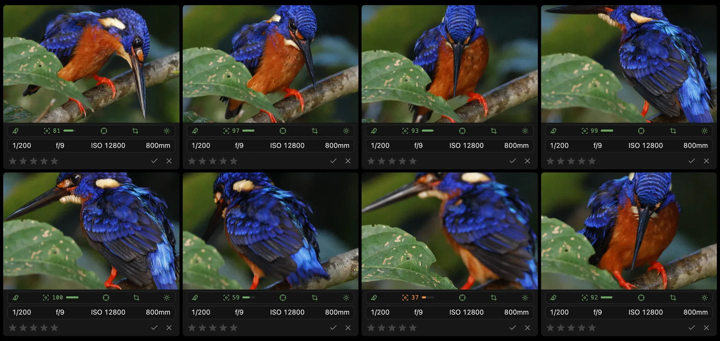 Compare: eight photos of one Blue-eared Kingfisher on its branch, in different poses, zoomed in side by side, each with its sharpness underneath.