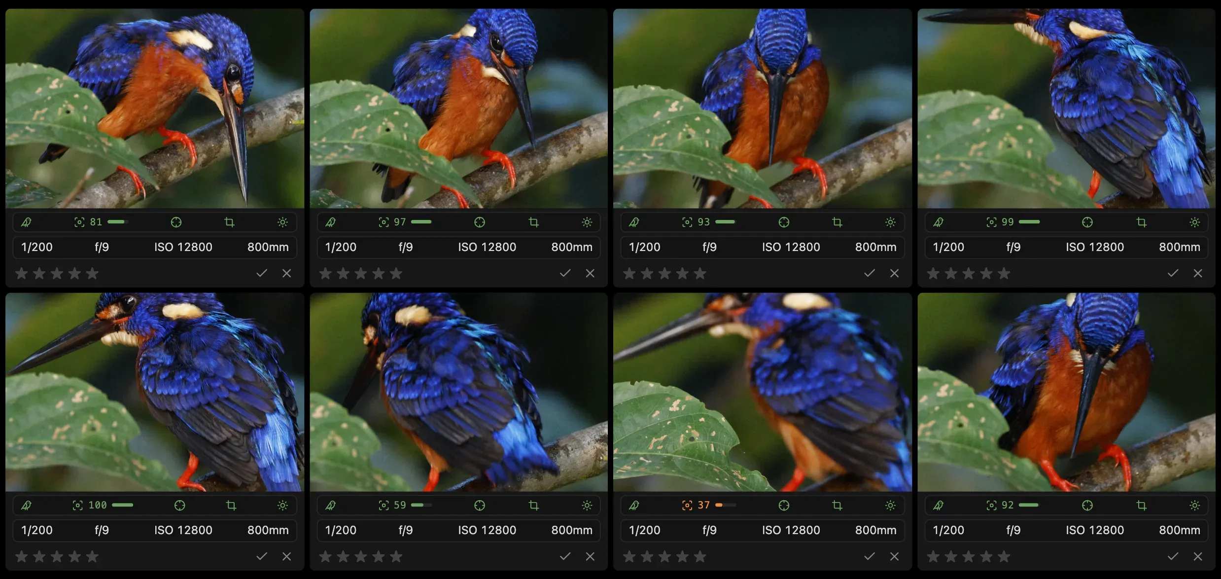 Compare: eight photos of one Blue-eared Kingfisher on its branch, in different poses, zoomed in side by side, each with its sharpness underneath.