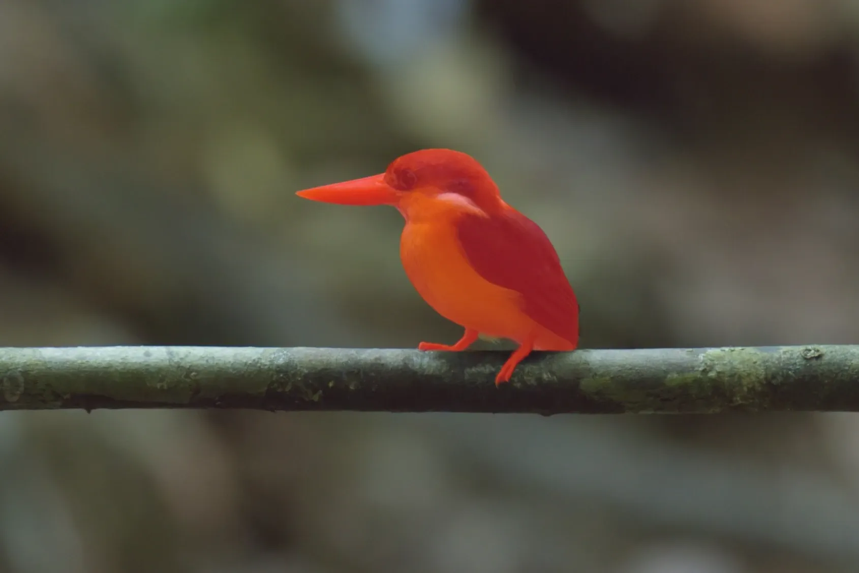 The Bird mask shown as a red overlay.