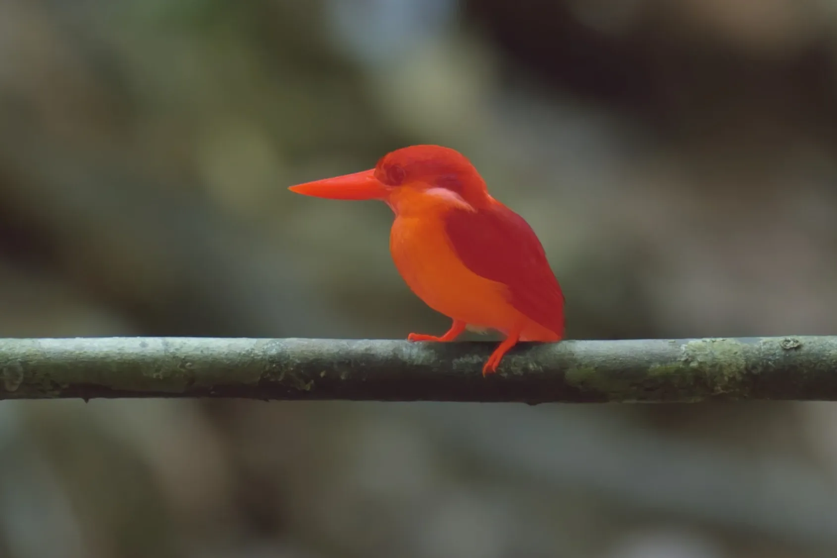 The Bird mask shown as a red overlay.