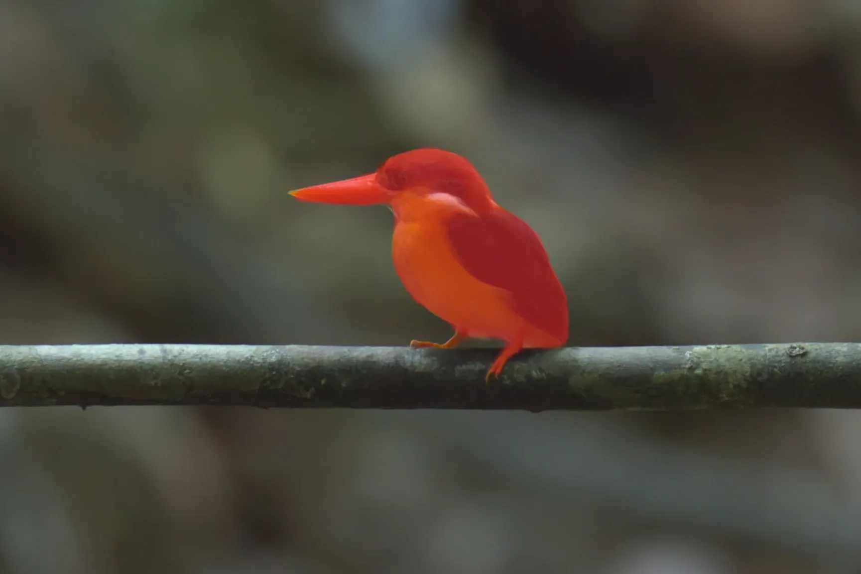 The Bird mask shown as a red overlay.