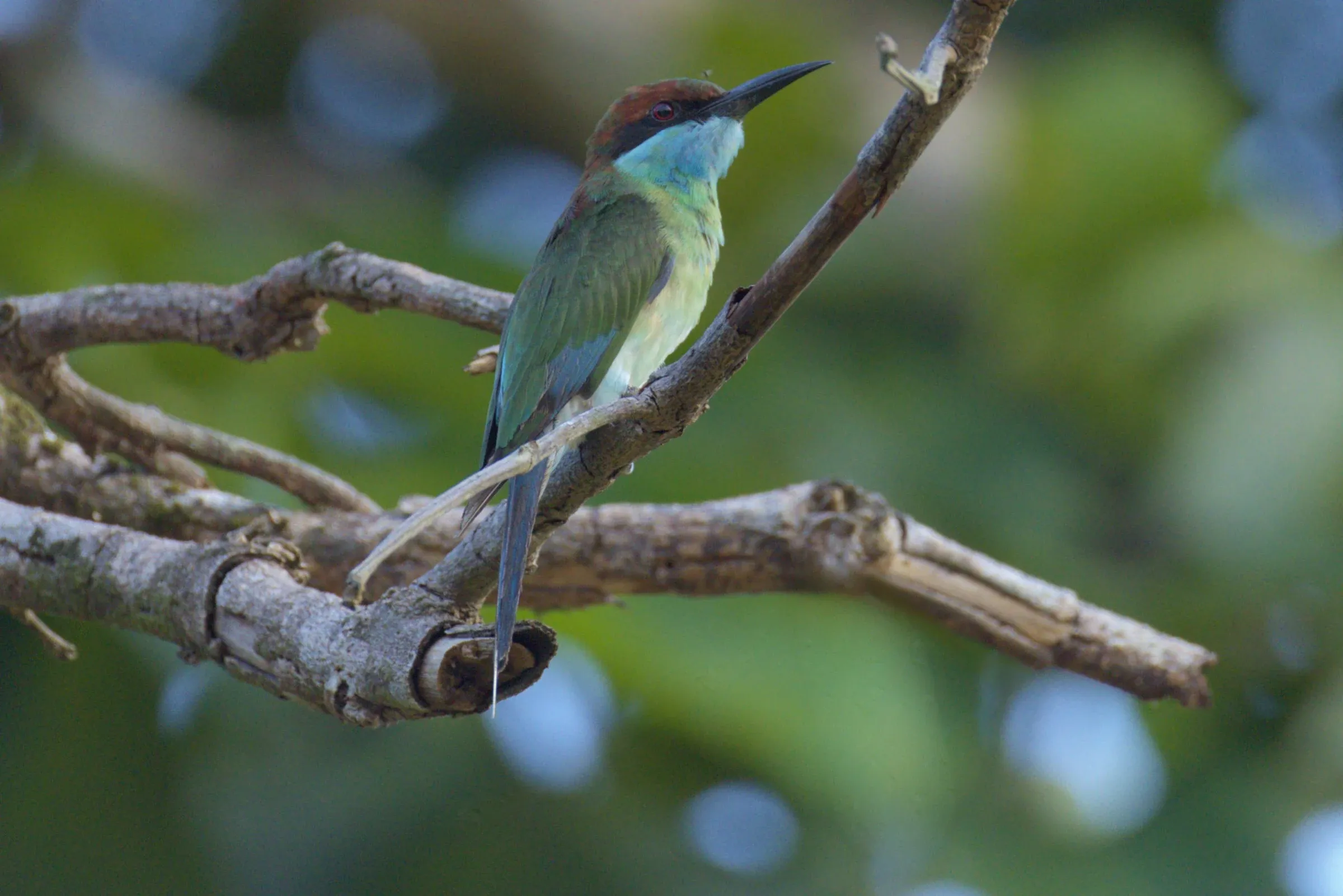 After Repair: the same perch, the hanging twigs removed.
