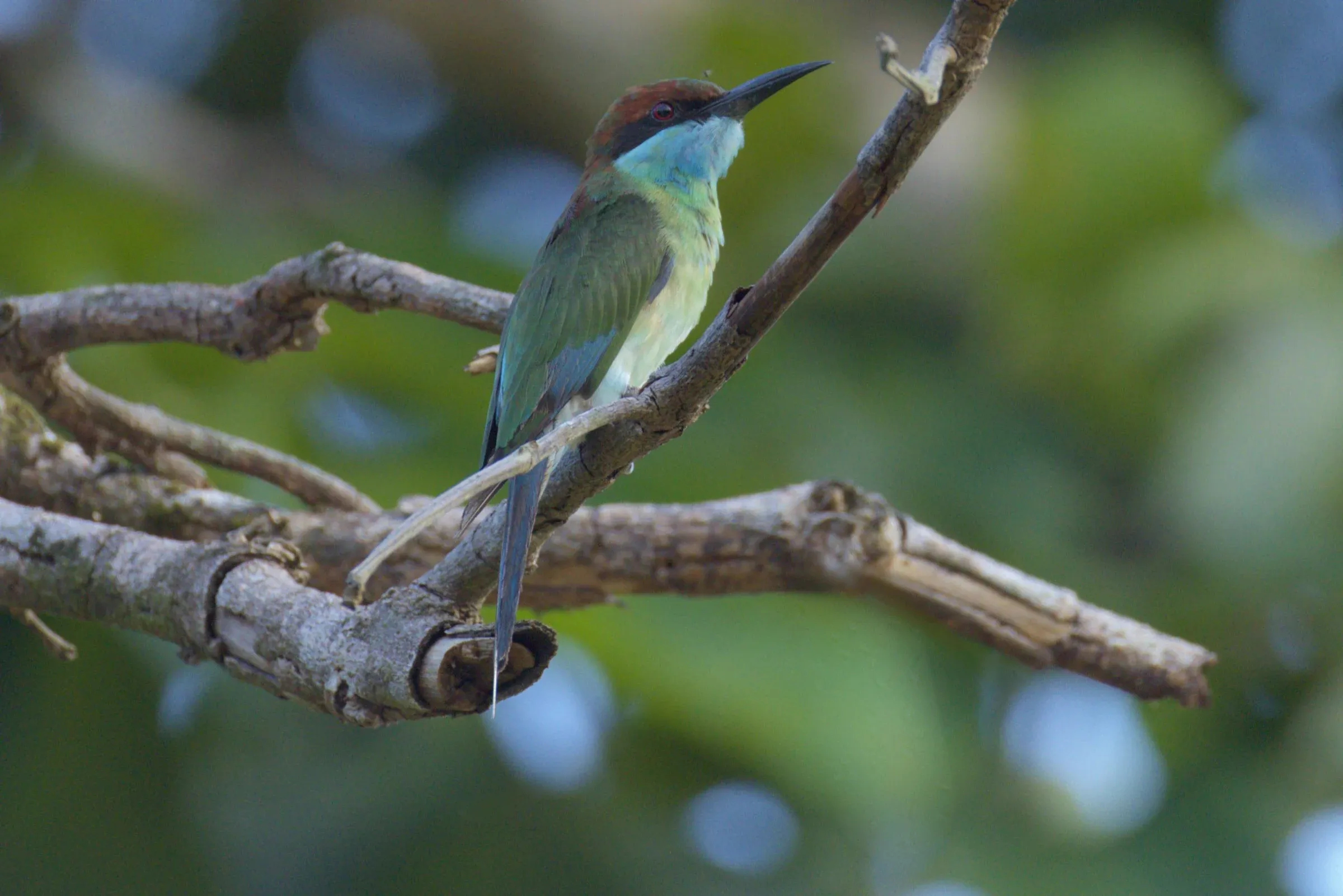 After Repair: the same perch, the hanging twigs removed.