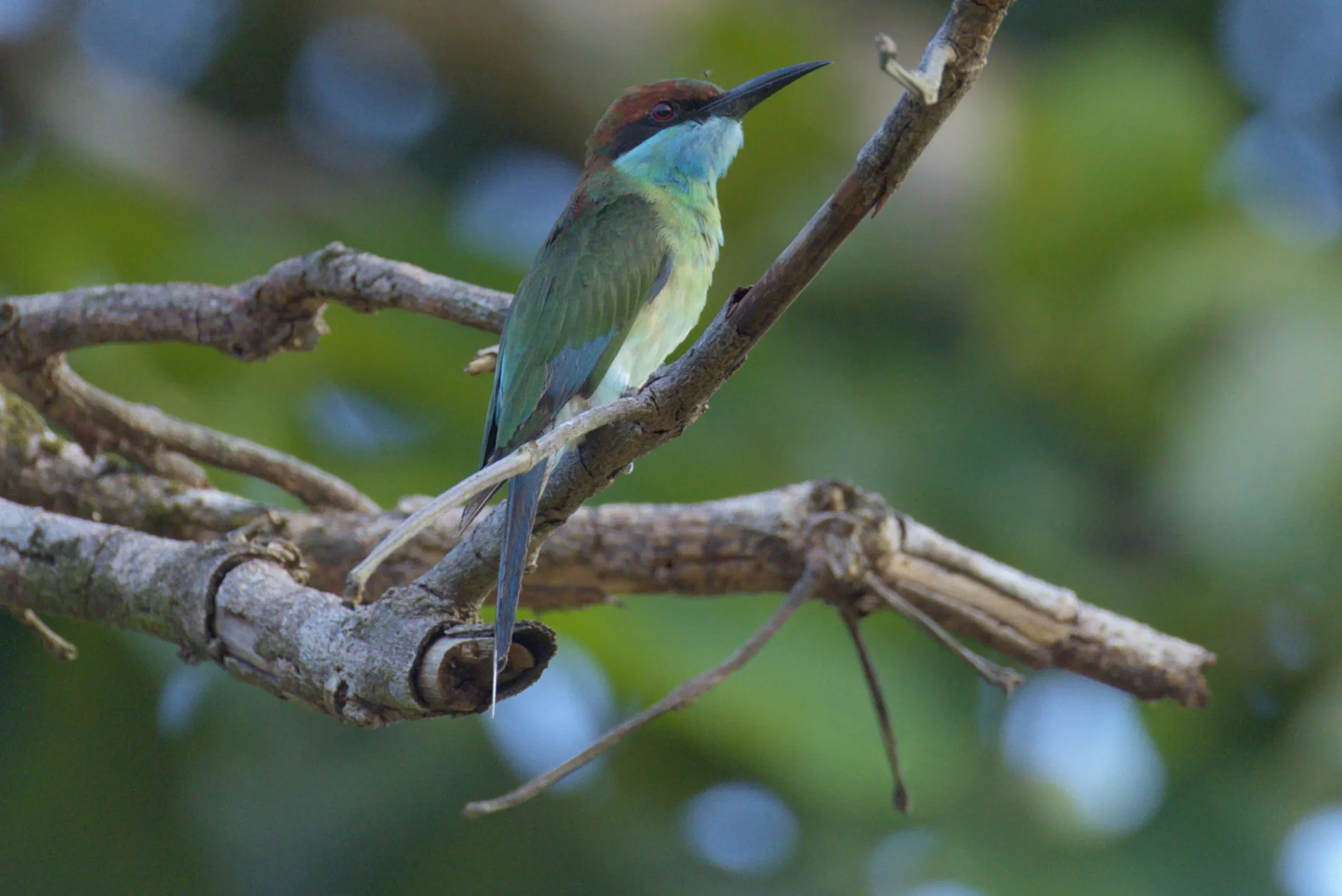 Before Repair: a Blue-throated Bee-eater on its perch, twigs hanging below it.