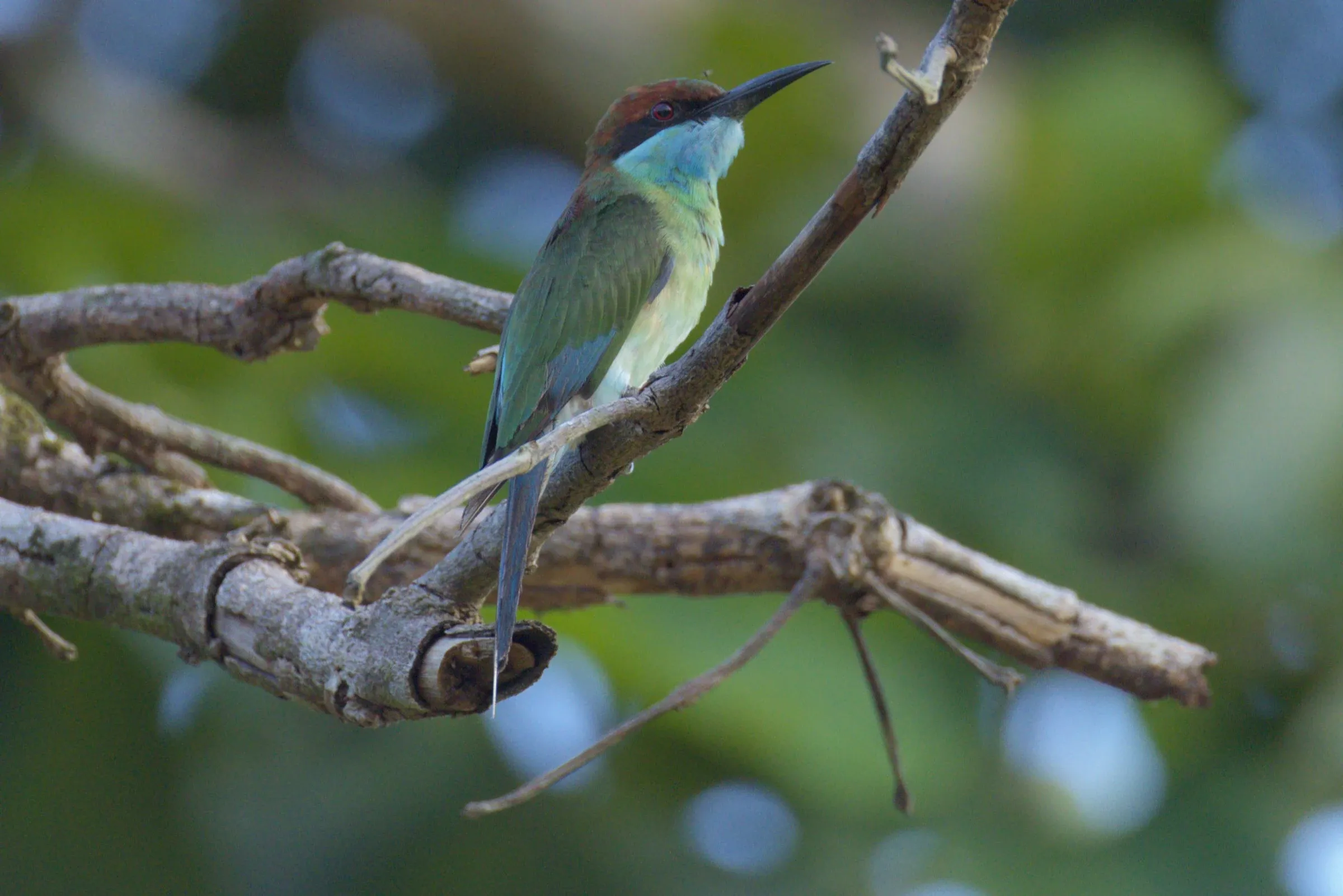 Before Repair: a Blue-throated Bee-eater on its perch, twigs hanging below it.