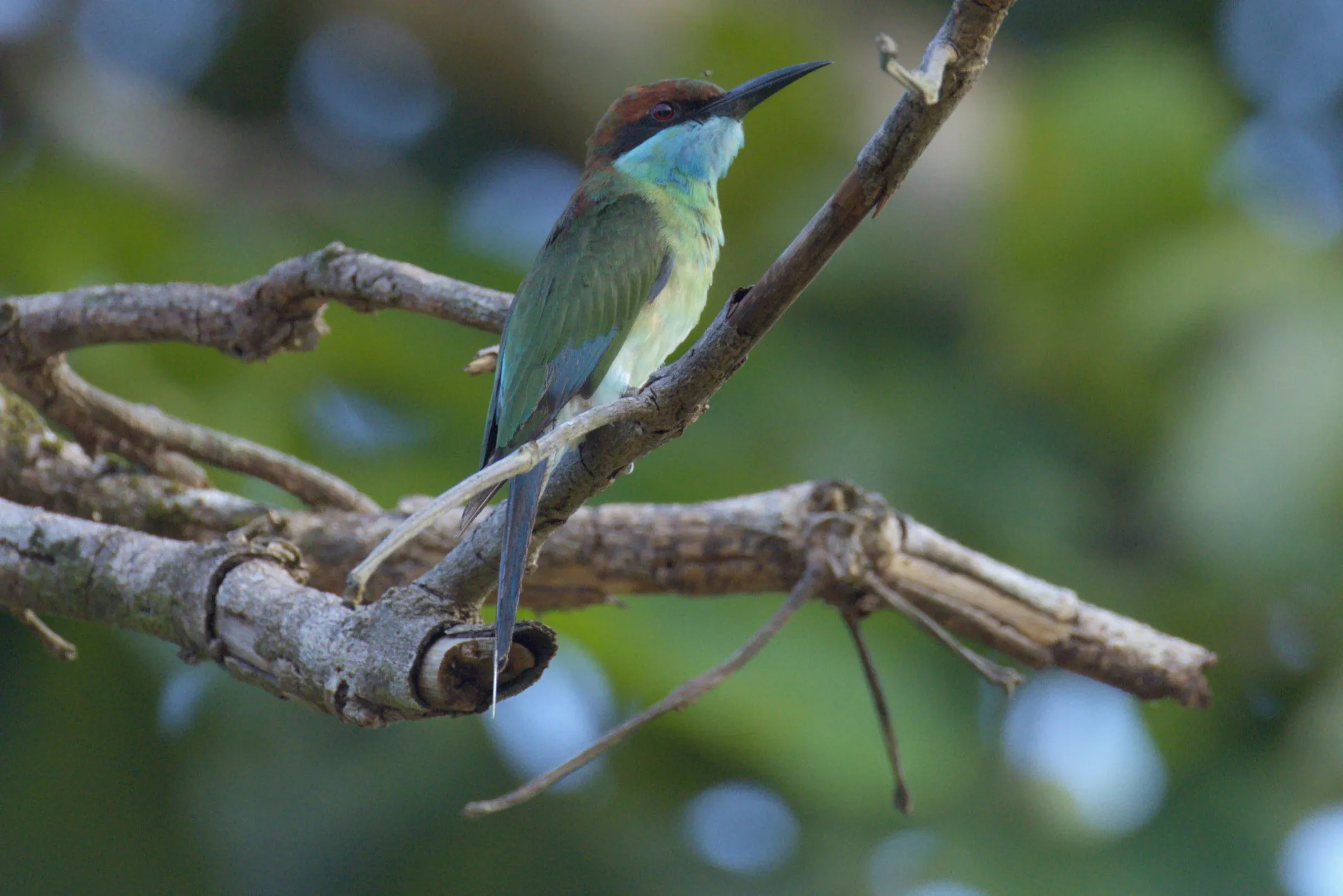 Before Repair: a Blue-throated Bee-eater on its perch, twigs hanging below it.