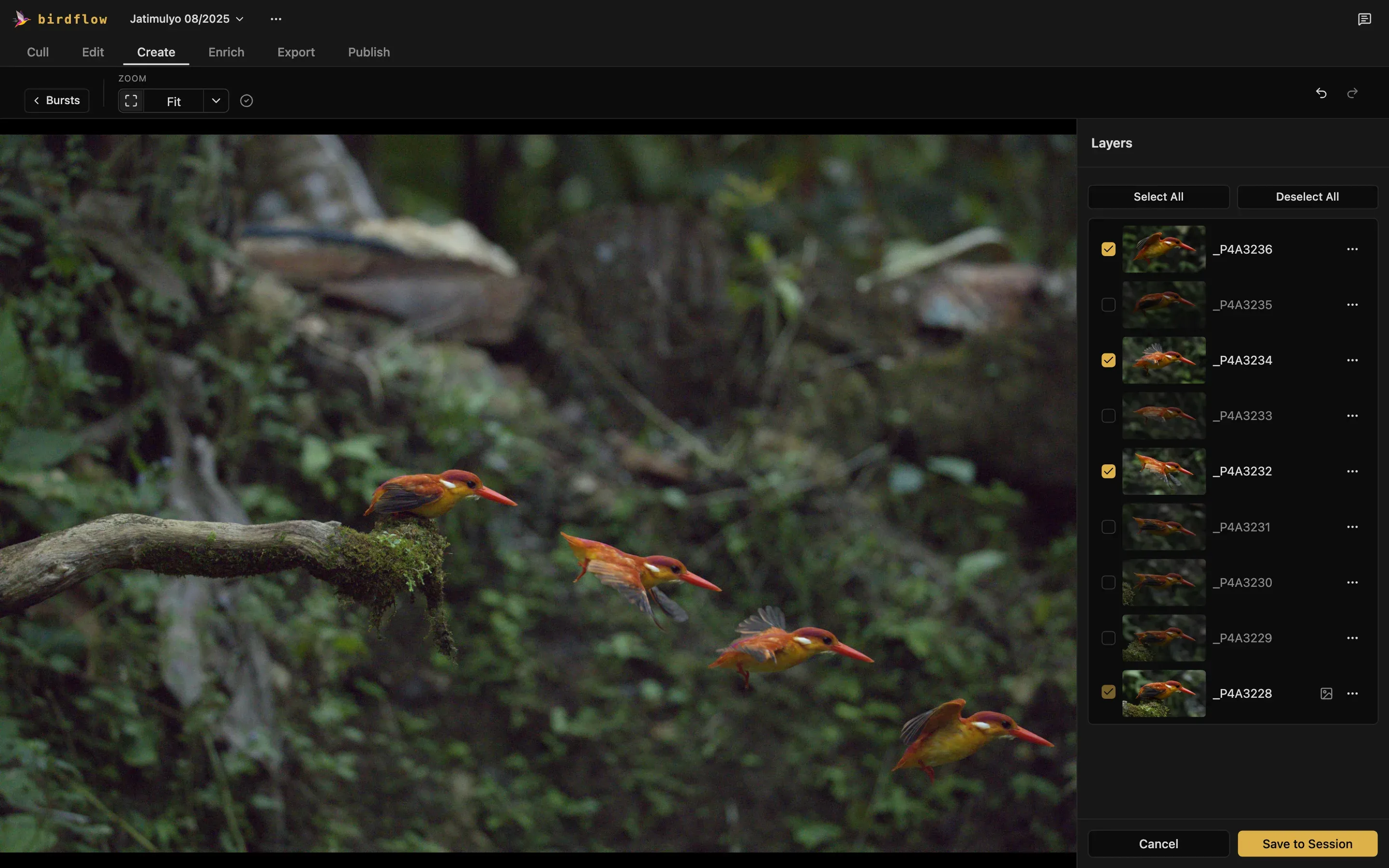 The Sequence editor: a kingfisher's take-off from its perch, three moments of the flight layered onto one background, with the burst's photos ticked in Layers.