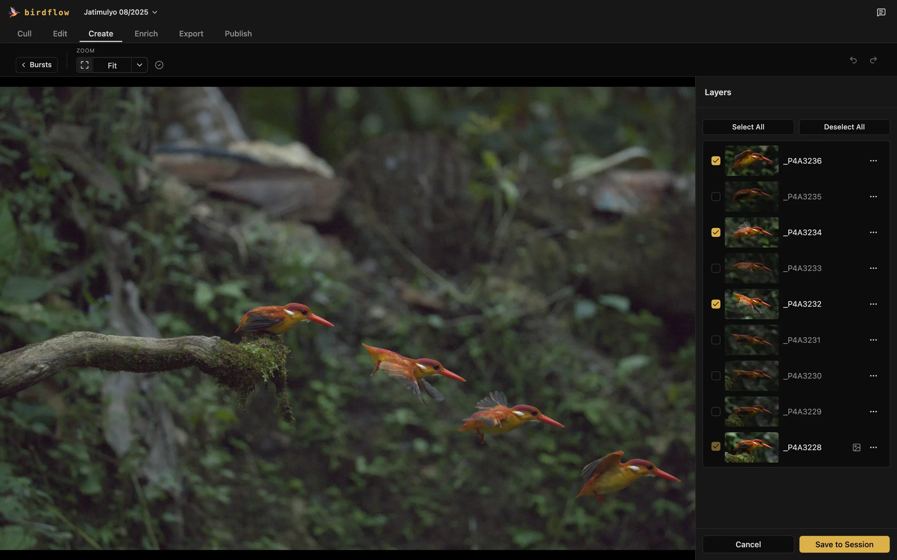 The Sequence editor: a kingfisher's take-off from its perch, three moments of the flight layered onto one background, with the burst's photos ticked in Layers.