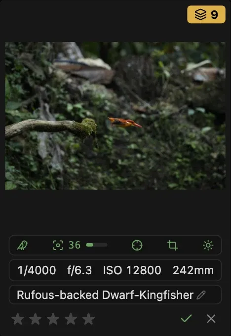 One grid tile standing for a 9-frame burst of a kingfisher in flight, its top pick as the cover.